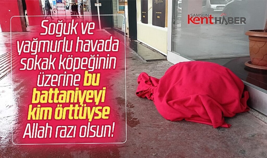 Samsun'da soğuk havada yerde yatan sokak köpeğinin üzerine battaniye örtüldü