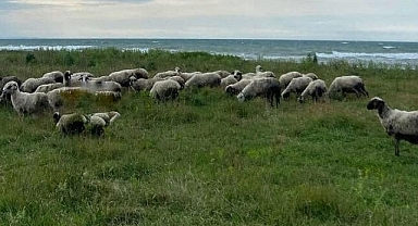 Samsun'un Alaçam ilçesinde turistik Geyikkoşan Sahilinde koyunlar otluyor