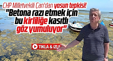 CHP Samsun Milletvekili Çan'dan yosun tepkisi! İmar rantı için göz yumuluyor