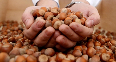Fındık fiyatı serbest piyasada ne kadar? İl il 30 Ağustos Çarşamba fındık alım fiyatları