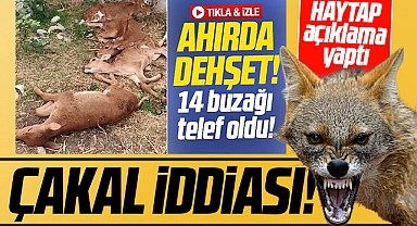 Samsun'da 11 buzağının telef olması olayında çakal iddiası gündeme geldi