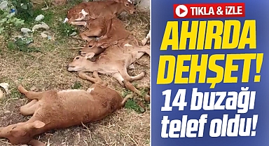 Samsun'un Bafra ilçesinde ahırda dehşet! 11 buzağı telef oldu