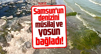 Samsun'un denizini müsilaj ve yosun bağladı!