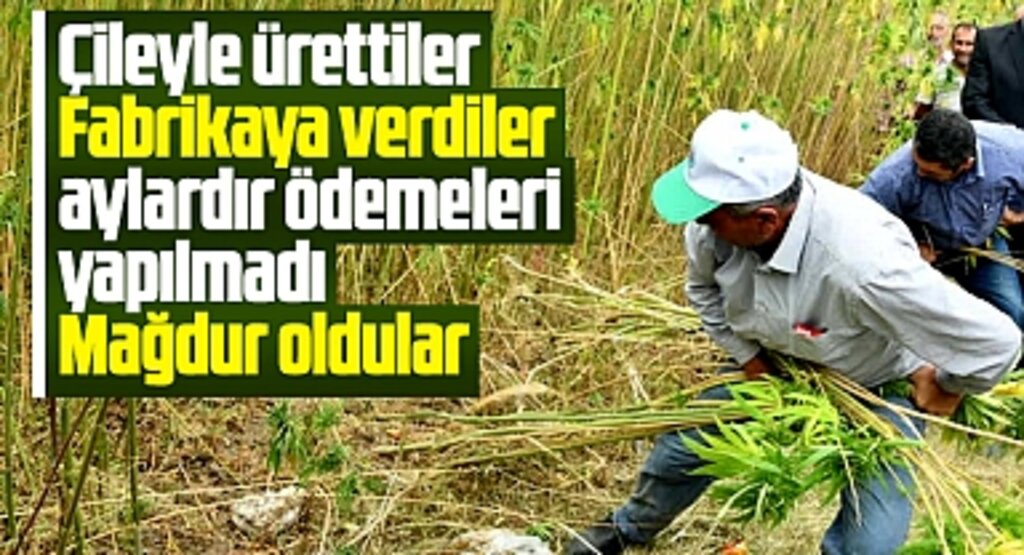 Samsun Vezirköprü'de kenevir üreticileri, ödeme alamadı mağdur oldu