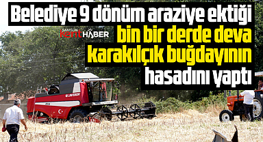 Samsun'da Atakum Belediyesi bin bir derde deva karakılçık buğdayı hasadını yaptı