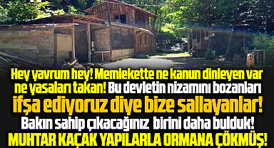 Samsun'da bir şok daha! Muhtar kaçak yapılarla ormana çökmüş!