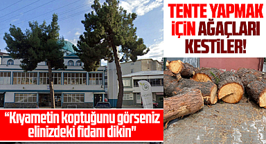 Samsun'da cami önündeki ağaçları tente yapmak için kestiler!