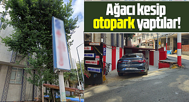 Samsun'da Gürbüz sokakta ağaç kesildi, yerine otopark yapıldı şikayeti