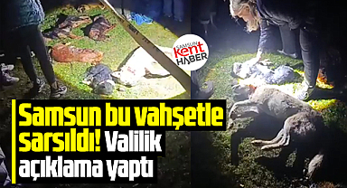 Samsun bu vahşetle sarsıldı! 9 köpek konteynerde ölü bulundu 