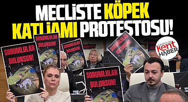 Samsun'da 9 sokak köpeğinin katledilmesi meclis toplantısında protesto edildi