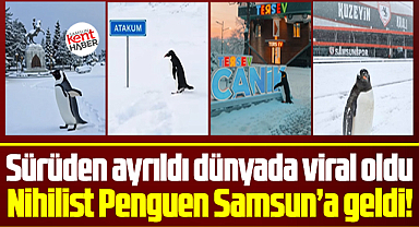 Nihilist penguen Samsun'a geldi! Samsun'da penguen videoları paylaşıldı