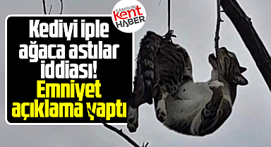 Samsun'da kediyi iple ağaca astılar iddiası! Emniyet açıklama yaptı