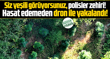 Samsun Bafra'da zehir tarlasına operasyon! Kenevirler dron ile tespit edildi!