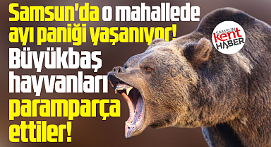 Samsun'da o mahallede ayı saldırısı! Paramparça ettiler!