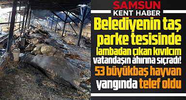 Samsun'da kıvılcım yangına neden oldu! Ahırda 53 büyükbaş hayvan telef oldu