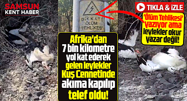 Samsun'da Kuş Cennetindeki leylekler elektrik akımına kapılıp telef oldu