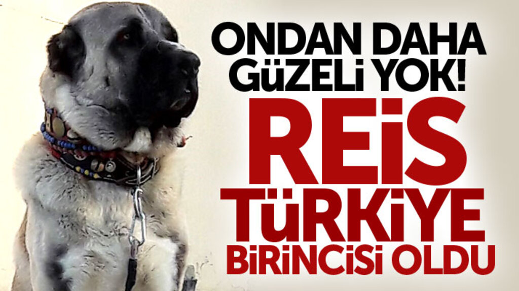 Samsun Kavak'ta Reis isimli Anadolu Çoban Köpeği güzellik yarışmasında Türkiye birincisi oldu