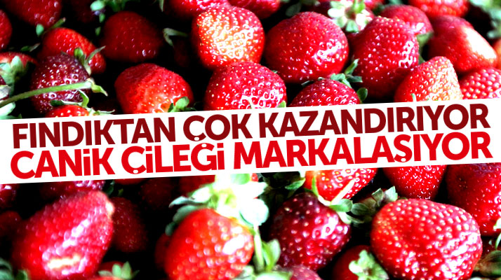 Samsun'da Canik Çileği fındıktan çok kazandırıyor: Canik Çileği markalaşıyor
