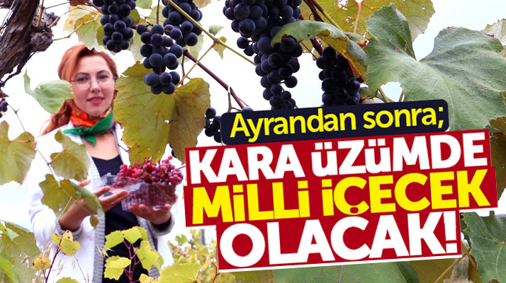 Samsun'da kara üzümden milli içecek üretimi ile ilgili çalışma başlatıldı
