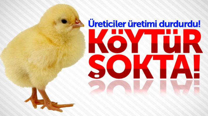 KÖYTÜR'e üretici şoku! 70 tavuk çiftliği üretimi durdurdu
