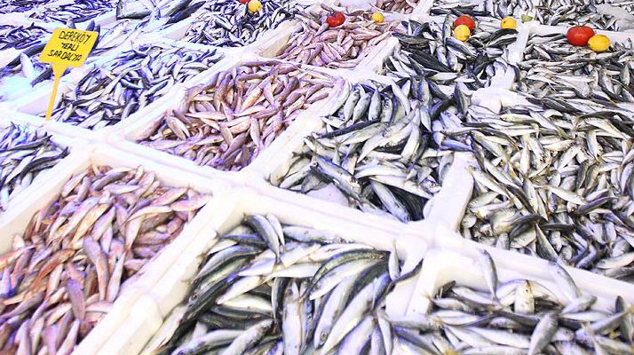 Karadeniz'de hamsi ve palamut bolluğu yaşanıyor