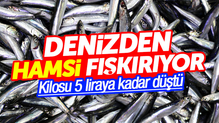 Samsun'da Karadeniz'den hamsi fışkırıyor kilosu 5 liraya kadar düştü