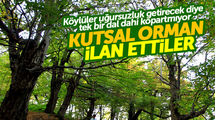 Samsun'un Ladik ilçesinde köylüler o ormanı Kutsal Orman ilan ettiler