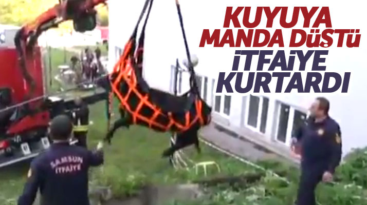 Samsun OMÜ'de 3 metrelik kuyuya düşen mandayı itfaiye ekipleri kurtardı