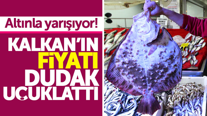 Samsun'da avlanan kalkan balığının satış fiyatı dudak uçuklattı