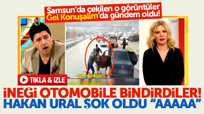Samsun'da bir ineğin otomobile bindirilme görüntüleri Gel Konuşalım'da gündem oldu
