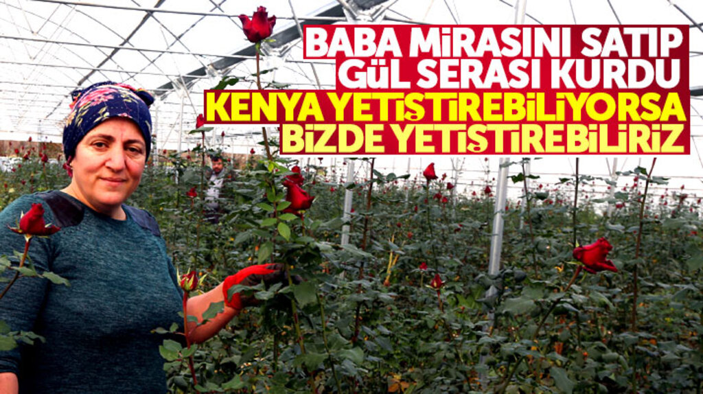 Samsun'da gül serası kuran Hanife Aydın, Kenya'dan dünyaya satılan gülleri yetiştiriyor