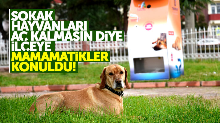 Samsun Tekkeköy'de sokak hayvanları aç kalmasın diye ilçeye mamamatikler konuldu