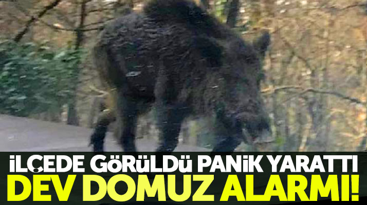 Samsun'un Canik ilçesi Hasköy mahallesinde dev bir domuz görüldü!