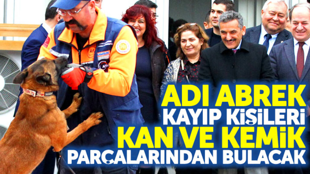 Samsun AFAD'ın Abrek isimli kurt köpeği kayıp kişileri kan ve kemik parçalarından bulacak
