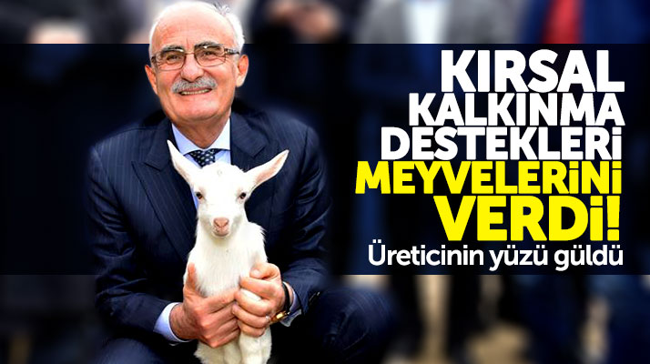 Samsun Büyükşehir Belediyesinin üreticilere dağıttığı keçiler ilk yavrularını verdi