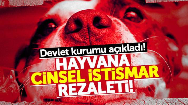 Samsun'da devlet kurumu hayvana cinsel istismar rezaletini açıkladı!