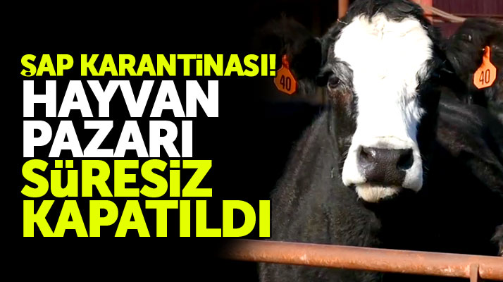 Samsun'un Havza ilçesinde canlı hayvan pazarına şap karantinası!
