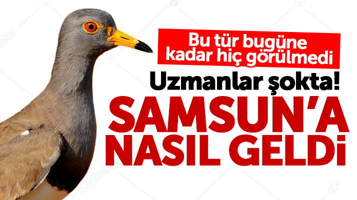 Gri Başlı Kız Kuşu Türkiye ve Avrupa'da ilk kez Samsun'da görüntülendi