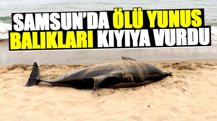 Samsun'un Atakum ilçesi sahilinde ölü iki yunus balığı kıyıya vurdu
