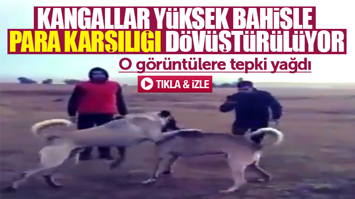 Samsun'da kangal köpeklerini dövüştürüp parayla bahis oynatıyorlar iddiası
