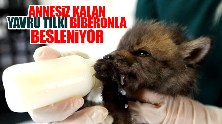 Samsun Kızılırmak Deltasında annesiz kalan yavru tilki biberonla besleniyor