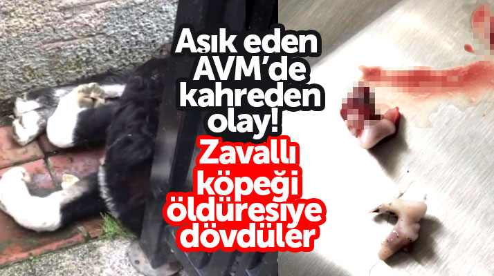 Samsun'da alış veriş merkezinde sokak köpeğini öldüresiye dövdüler!