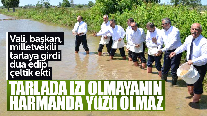 Samsun'da Vali, başkan, milletvekili tarlaya girdi dua edip çeltik ekti