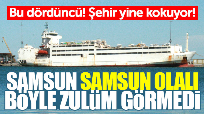 Samsun'a yine hayvan yüklü gemi geldi! Samsun'u 4'üncü kez pis koku sardı