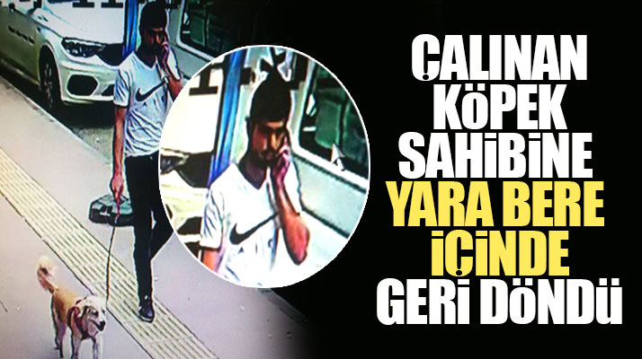 Samsun'da vicdansız hırsızın çaldığı Pako isimli köpek yaralı halde sahibine döndü
