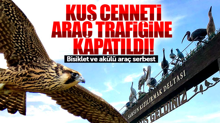 Samsun'da Kızılırmak Deltası Kuş Cenneti için flaş karar! Araç trafiğine kapatıldı