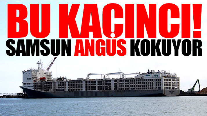 Samsun yine yeniden kokuyor! Samsun'a 20 bin Angus geldi şehir koktu