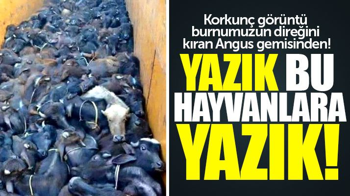 Samsun'u kokuya boğan gemideki Angusların içler acısı hali dehşete düşürdü