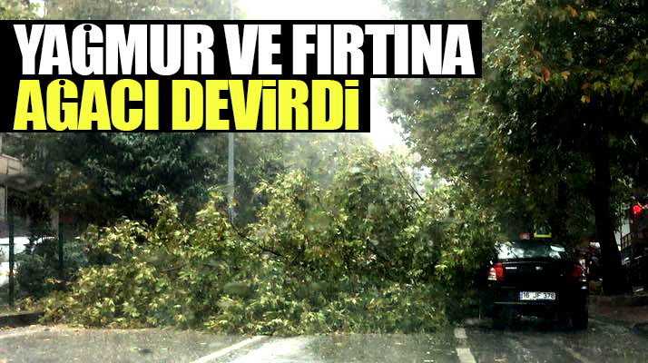 Samsun'da şiddetli yağmur ve fırtına bir ağacı yerinden söktü