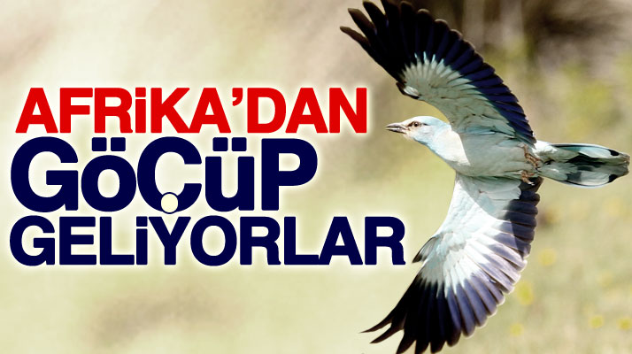 Samsun Kızılırmak Deltası Kuş Cennetine Afrika'dan kuşlar göç ediyor